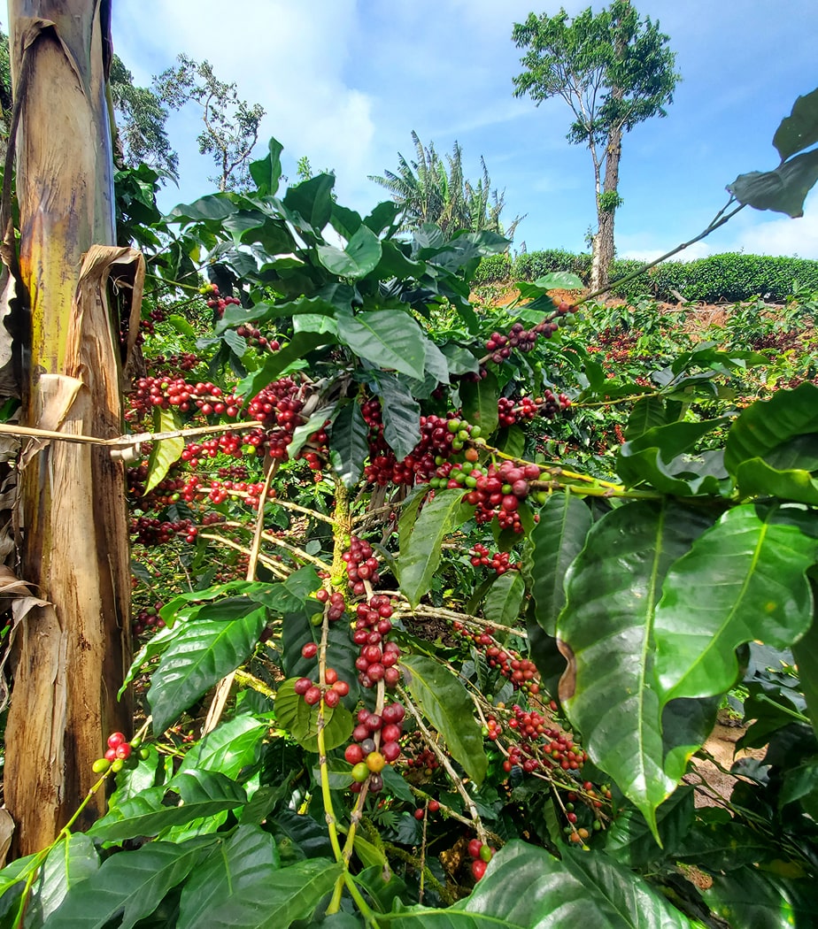 Decaf Honduras