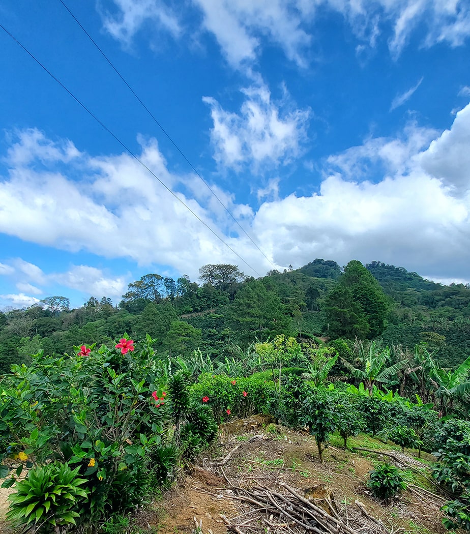 Mexico 435