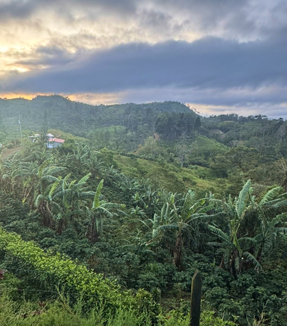Decaf Honduras